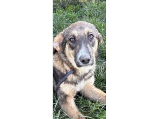 JOHNNY LA DOLCEZZA, CUCCIOLO IN ADOZIONE