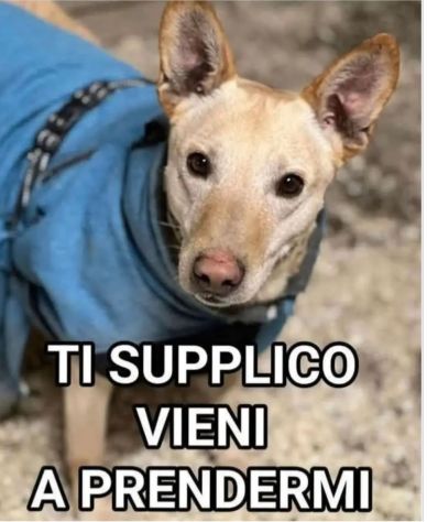 Teo 5anni tg contenuta rimasto solo. MANTOVA