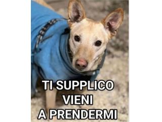 Teo 5anni tg contenuta rimasto solo. MANTOVA