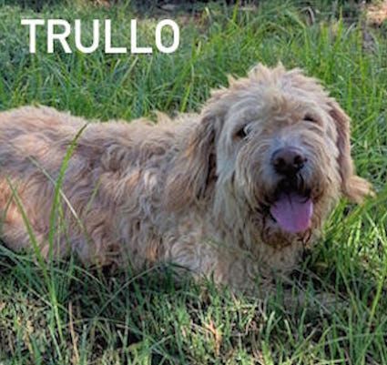 Trullo lagotto