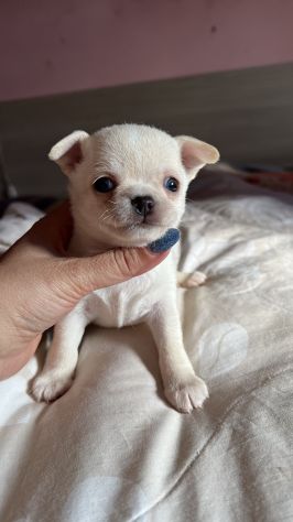 chihuahua toy pelo corto