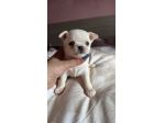 chihuahua toy pelo corto