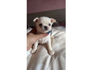 chihuahua toy pelo corto