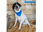 SAMPEY