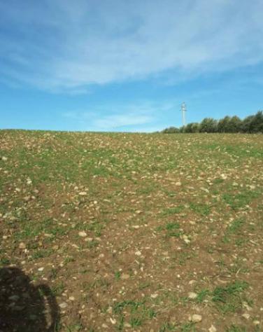 Immobile in asta di 43852 m² in vendita a Venosa - Foto 6