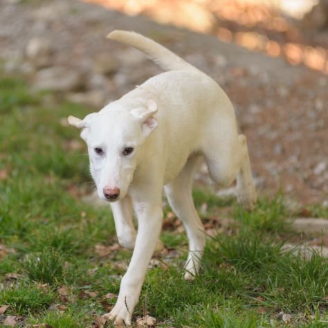 OLIVER, 8 MESI (20/09/25), TAGLIA MEDIA, TIMIDO E MERAVIGLIOSO CERCA CASA - Foto 9