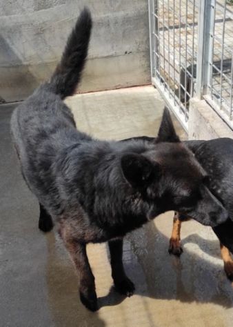 CAGNOLINO IN ADOZIONE: ALBERTO, piccolo lupetto. - Foto 3