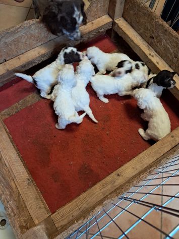 Cuccioli di Lagotto Romagnolo - Foto 6