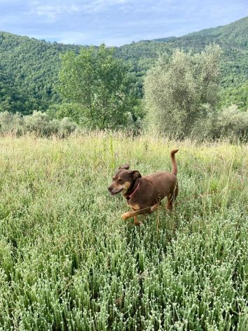 Everel: 12 anni, equilibrato e socievole - Foto 4