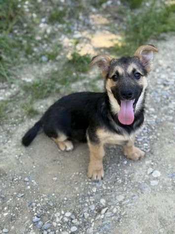 VIKY, buffissima cucciola ZAMPACORTA! Tg MEDIO PICCOLA - Foto 7