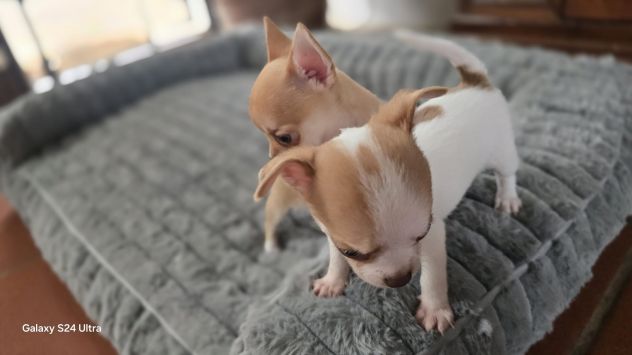 Chihuahua maschietto - Foto 2
