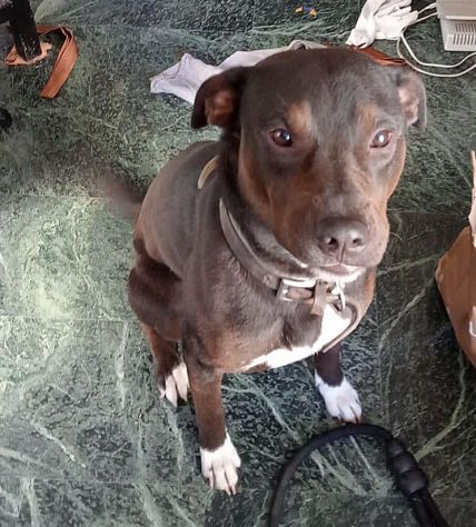 NERINO CAGNOLINO IN ADOZIONE