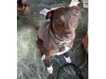 NERINO CAGNOLINO IN ADOZIONE