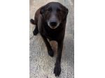 NERINA NON CAPISCE COS’È SUCCESSO 🖤 NERINA 4 ANNI 10 KG taglia piccola