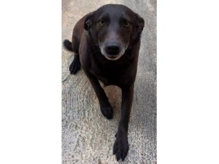 NERINA NON CAPISCE COS’È SUCCESSO 🖤 NERINA 4 ANNI 10 KG taglia piccola