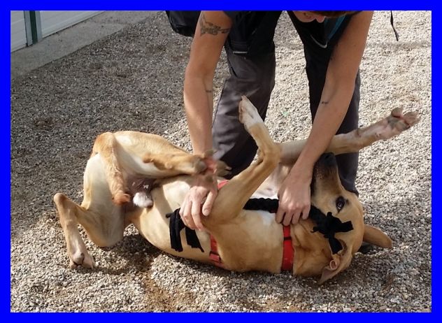 RICKY, MIX ALANO DOLCISSIMO CERCA CASA - Foto 5