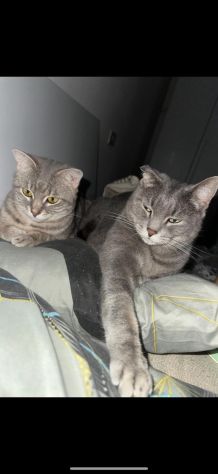GATTI ADULTI - Foto 5