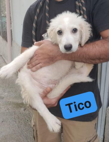 TICO E TACO MERAVIGLIE DI CUCCIOLI IN ADOZIONE - Foto 2