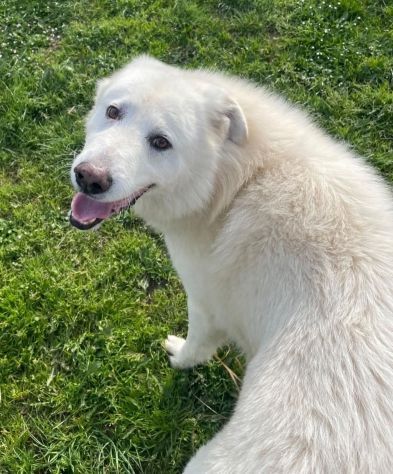 TIMOTEO SUPER COCCOLONE,  APRITE LA SUA GABBIA  CANE IN ADOZIONE - Foto 3