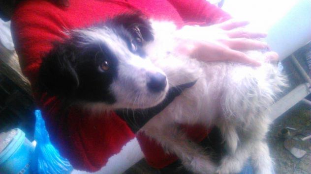ROMEO, cucciolino maltrattato - Foto 3