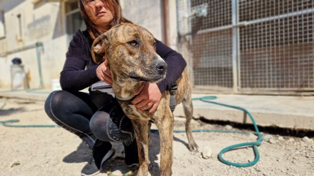 Shenny , cucciola rimasta sola in canile senza le sue sorelle - Foto 2