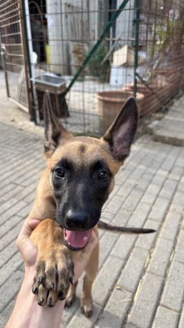 Cucciola di pastore belga malinois