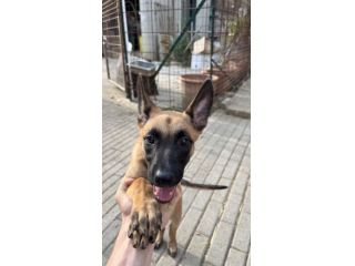 Cucciola di pastore belga malinois