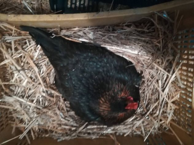 Galli,galline,chiocce con pulcini - Foto 5