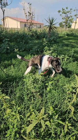 Kira: equilibrata, socievole con cani e gatti - Foto 5