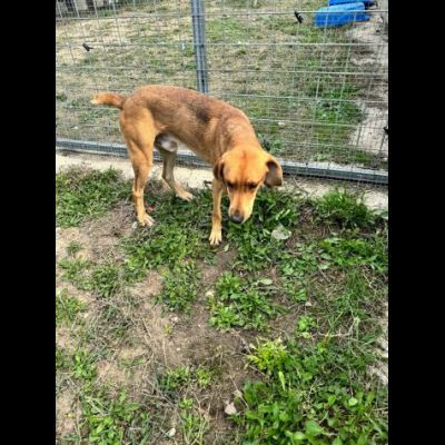 DIAMANTE SOCIEVOLE DELICATO CANE IN ADOZIONE  TG CONTENUTA - Foto 10
