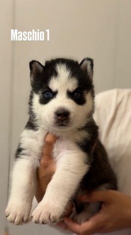 Cuccioli Husky - Foto 4