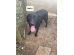 Balto simil labrador