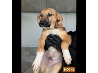 CUCCIOLI IN ADOZIONE : MOCKY GIOIOSO E CURIOSO TG MEDIA