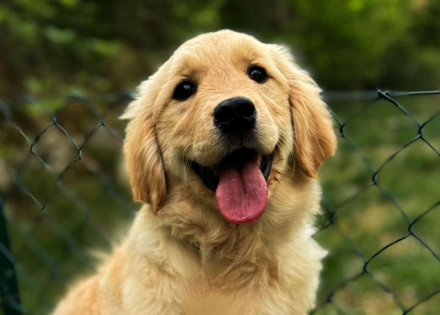 Golden retriever cuccioli - Foto 6