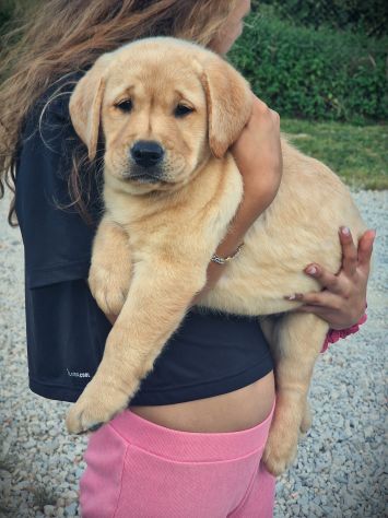 CUCCIOLO DI LABRADOR PEDIGREE - LASTRE E TEST - MARINA LAB - Foto 4
