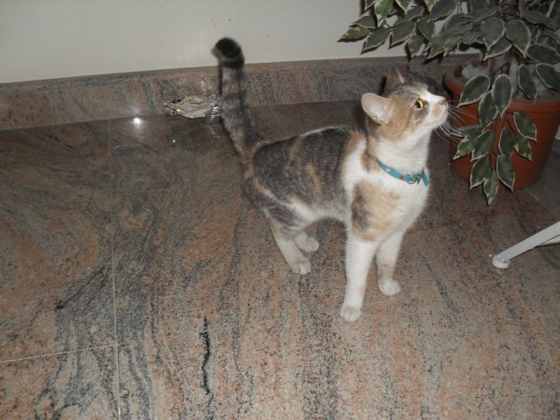 OLIVIA, dolcissima gattina abbandonata - Foto 7
