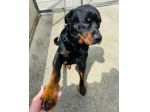 LUCKY ROTTWEILER 5 ANNI