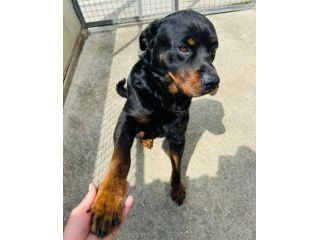 LUCKY ROTTWEILER 5 ANNI