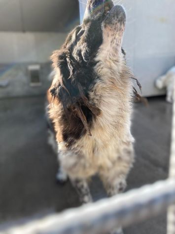 CANE IN ADOZIONE LO SGUARDO DI ORSO - Foto 6