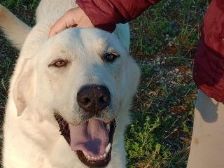 EDO, DOLCE CUCCIOLONE