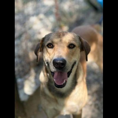 POLDO SOCIEVOLE AFFETTUOSO CAGNOLINO IN ADOZIONE - Foto 2