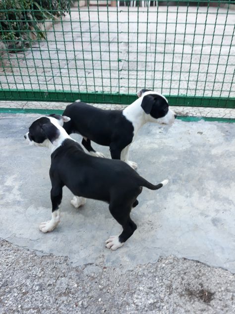 Allevamento Amstaff Black &amp; White Puglia con pedigree - Foto 7