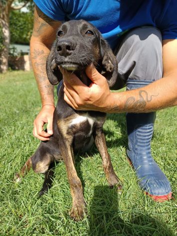 DUCA CANE IN ADOZIONE