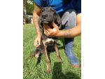 DUCA CANE IN ADOZIONE