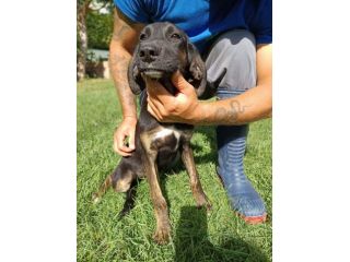 DUCA CANE IN ADOZIONE