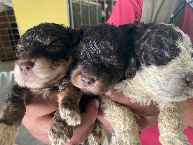 Cuccioli di Lagotto Romagnolo - Foto 4