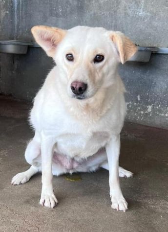 BLANGE CAGNOLINA IN ADOZIONE - Foto 3