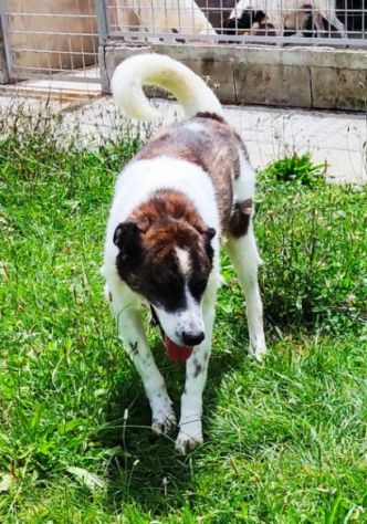 DOC LA DOLCEZZA, cane in adozione - Foto 3