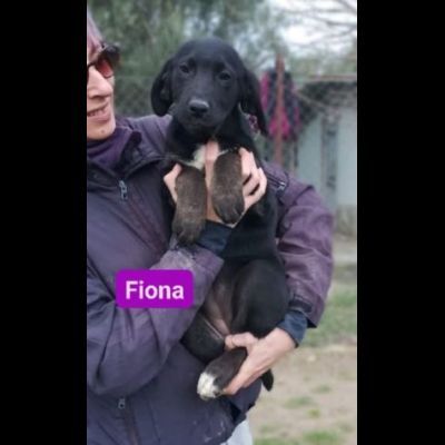 CUCCIOLI IN ADOZIONE