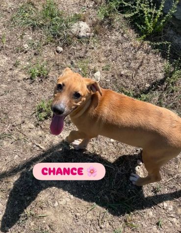 CHANCE E BONHEURE CUCCIOLI IN ADOZIONE - Foto 6